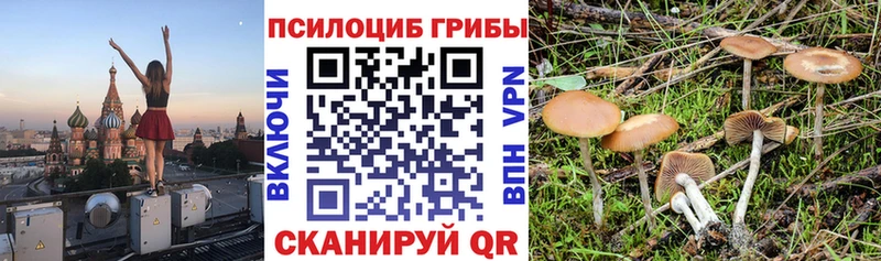 где купить наркотик  Дзержинск  Галлюциногенные грибы MAGIC MUSHROOMS 